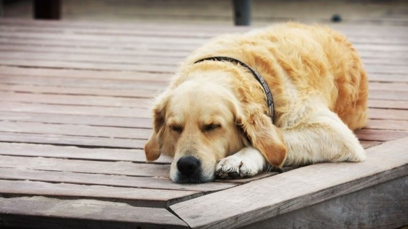 Ngủ mơ thấy chó chết có điềm gì? Đánh số bao nhiêu? 5 mo thay cho chet