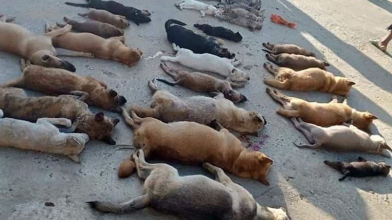 Ngủ mơ thấy chó chết có điềm gì? Đánh số bao nhiêu? 7 mo thay cho chet