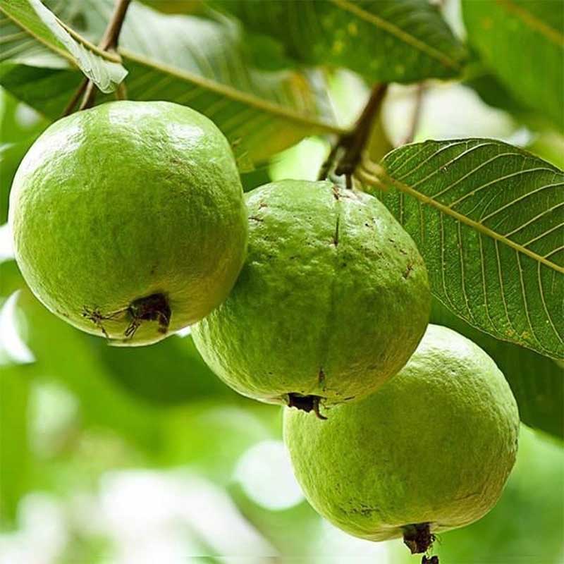 Giải mã giấc mơ thấy quả ổi - đánh con gì để trúng lớn? 5 mơ thấy quả ổi